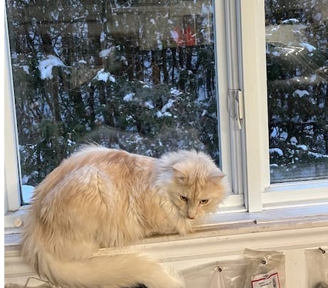 Customer photo review of TOXY (Reins, soucis urinaires, détoxication) pour chiens et chats