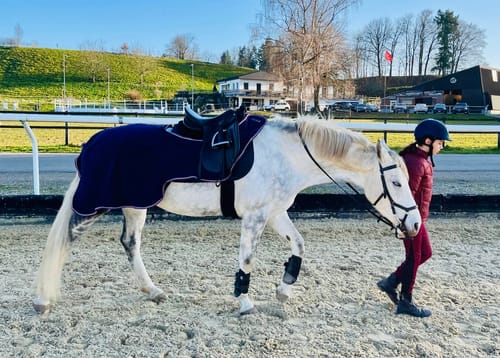 Customer photo review of Strotonin Horse Support