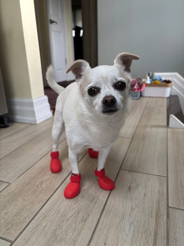 Customer photo review of WagWellies® by wagwear