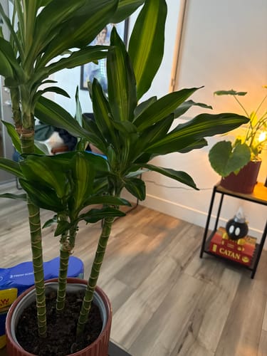Customer's healthy houseplant in their home after using the Houseplant Pest Spray to treat fungus gnats.