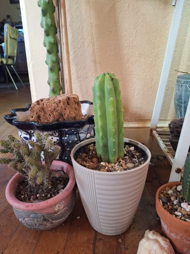 Customer photo review of Imperfect Trichocereus Pachanoi | Imperfect San Pedro Cactus