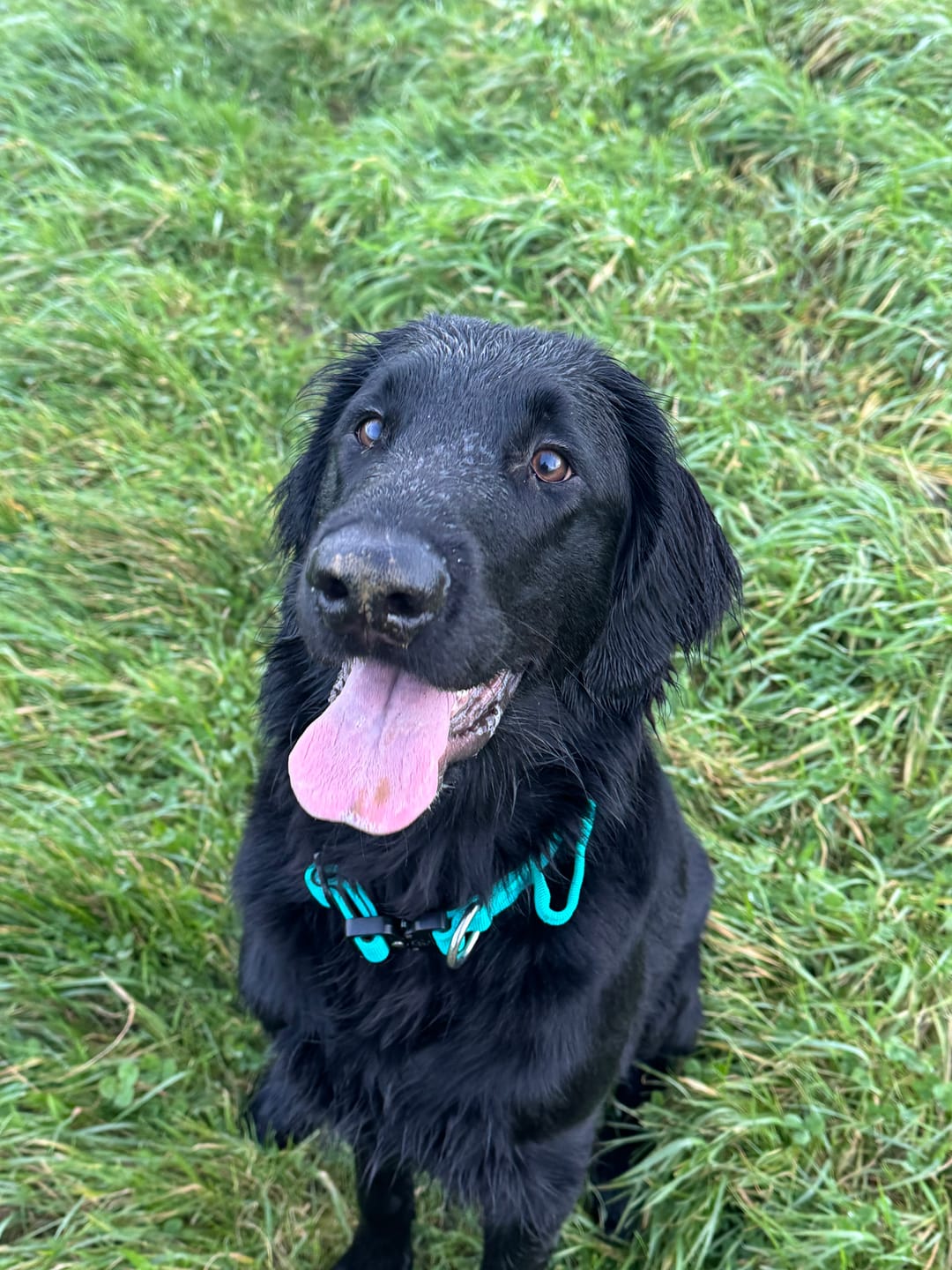 Customer photo review of 2.5cm Combat® Collar | With Handle & Rated Clip - Turquoise