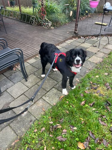 Customer photo review of Anny X FUN harness - Red/Black