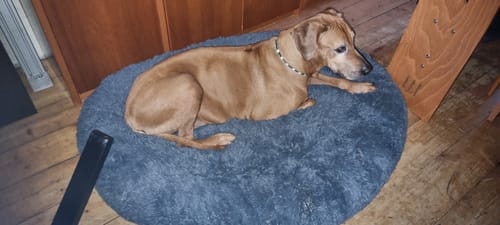 Customer photo review of Puppery Hundebett Wolke 7 - Das Original