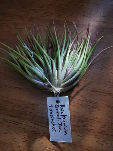 Customer photo review of Phytosanitary Certificate  ONLY REQUIRED FOR INTERNATIONAL & HAWAII SHIPMENTS