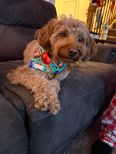 Customer photo review of Bandanas