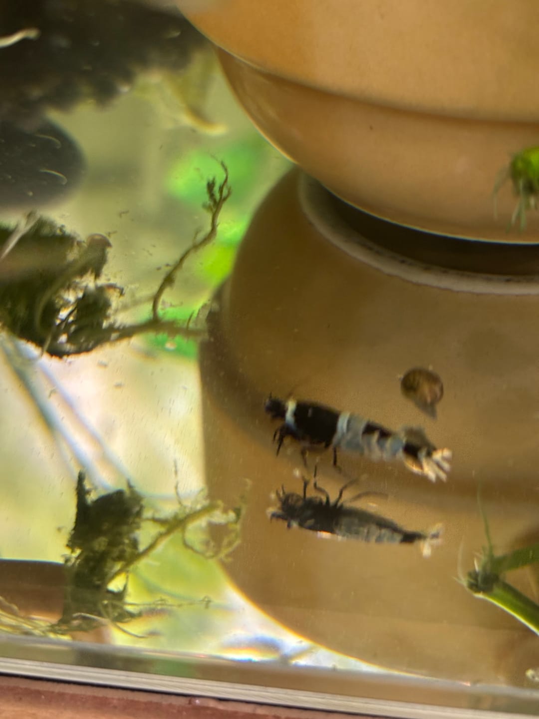Customer photo review of Shadow Panda Shrimp