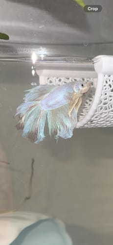 Customer photo review of Purple Halfmoon Male Betta Fish | You Pick Fish | Order Directly From Farm