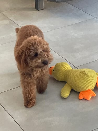 Customer photo review of Duck™ - Il Pupazzo Indistruttibile