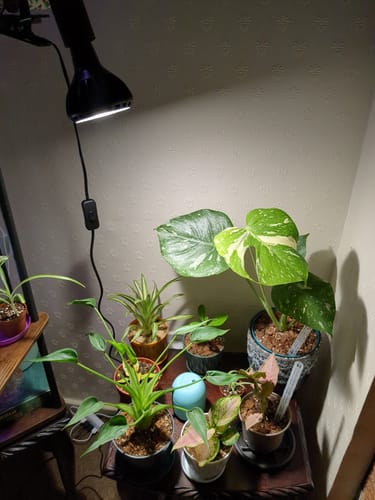 Customer photo review of Pianta Grow Light and Stelo Clip-On Bulb Holder Bundle