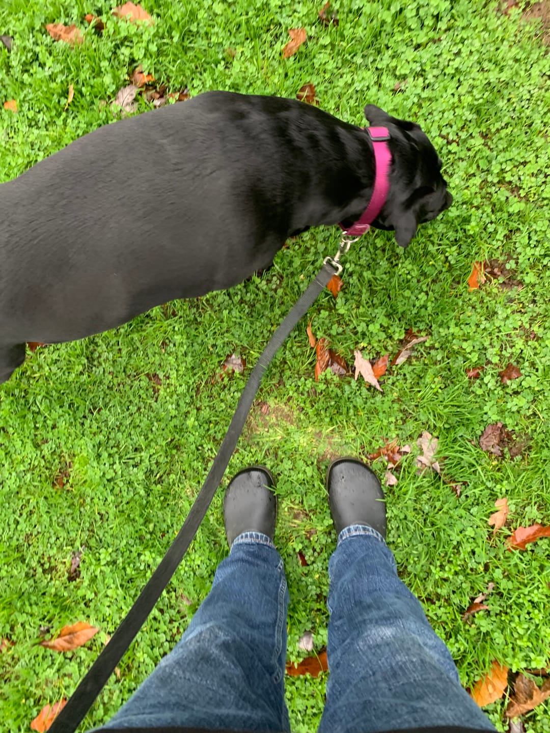 Customer photo review of Brisk Ⅰ - Barefoot Rain Boots