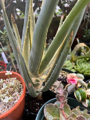 Customer's well-variegated Aloe Hercules showing thick leaves with wide, creamy stripes in a pot.