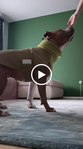 Customer video review of Dog Coat With Zip - Shower Proof - Olive Green