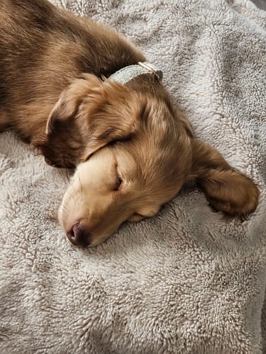 Customer photo review of Matcha┃Bouclé Collar