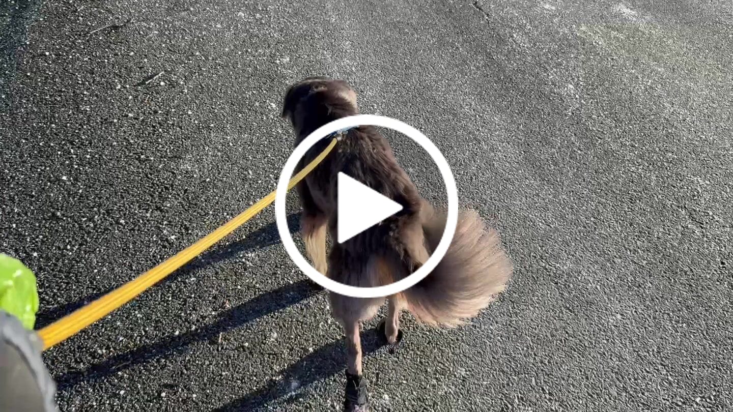 Customer video review of AIR PUP SOCKS / BOOT LINERS