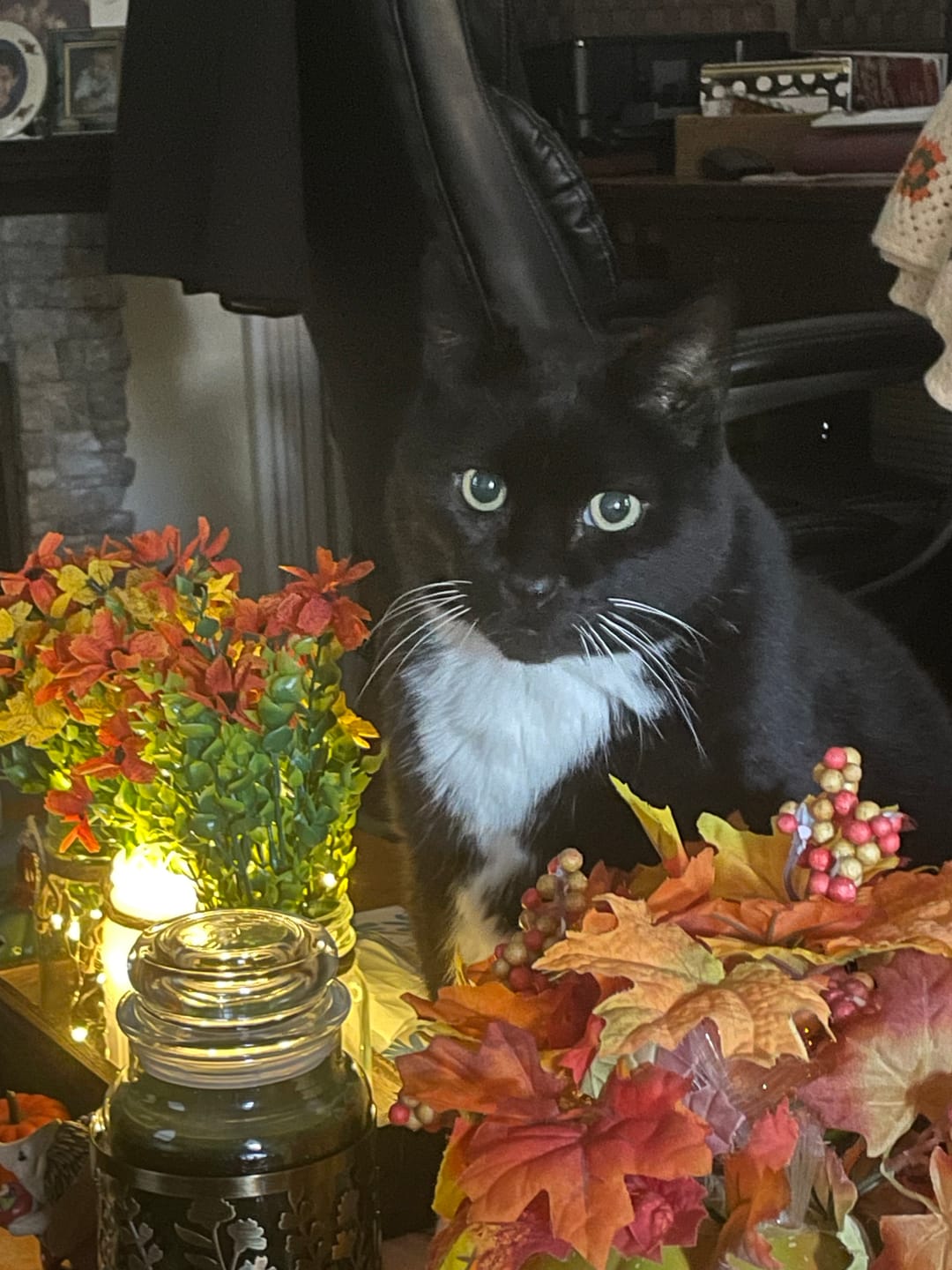 Customer photo review of Cat Dental Care & Bad Breath Remedy