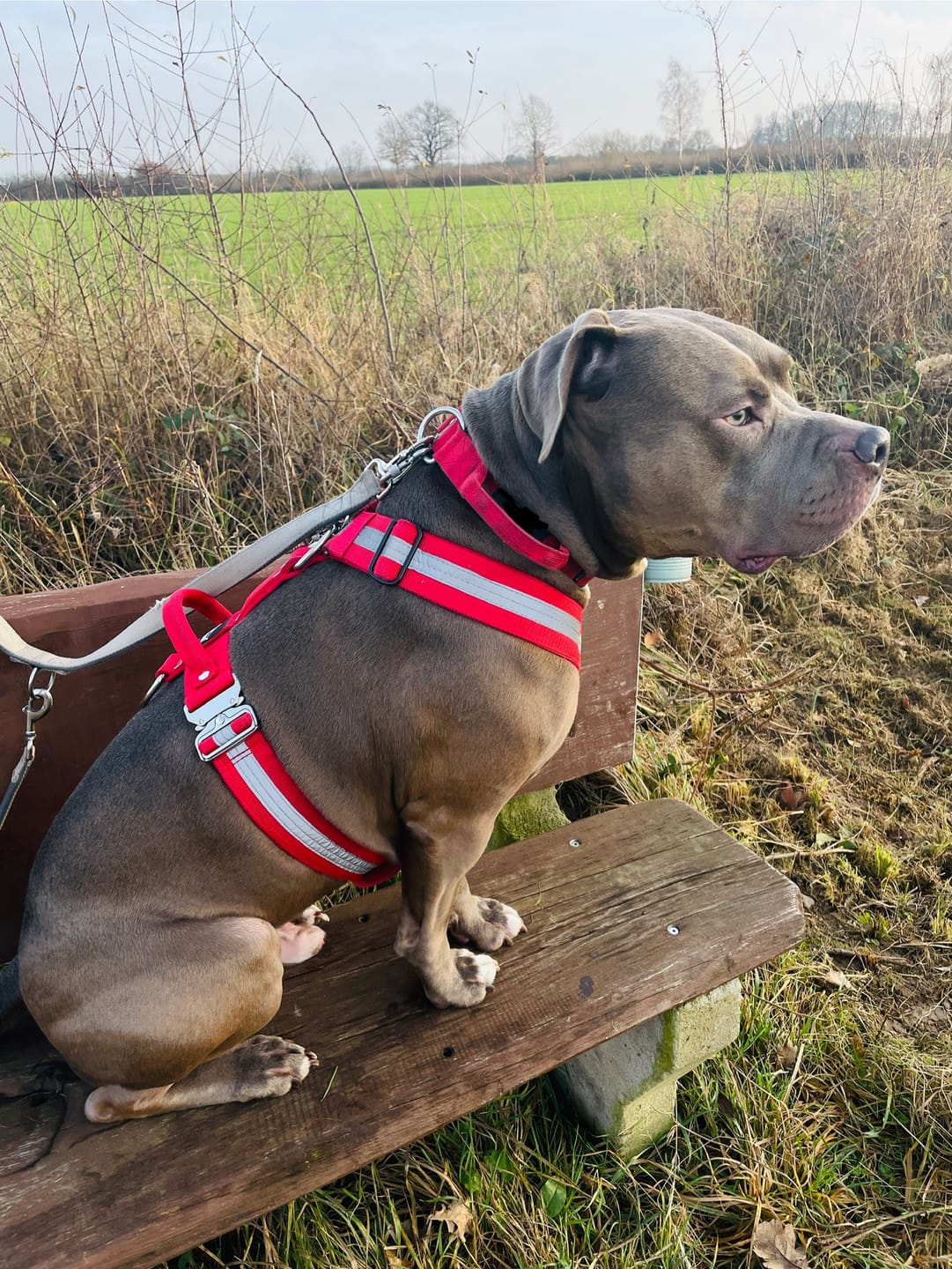 Customer photo review of Easy Walk Extreme Safe Röd - Sele med reflex & snabbspänne