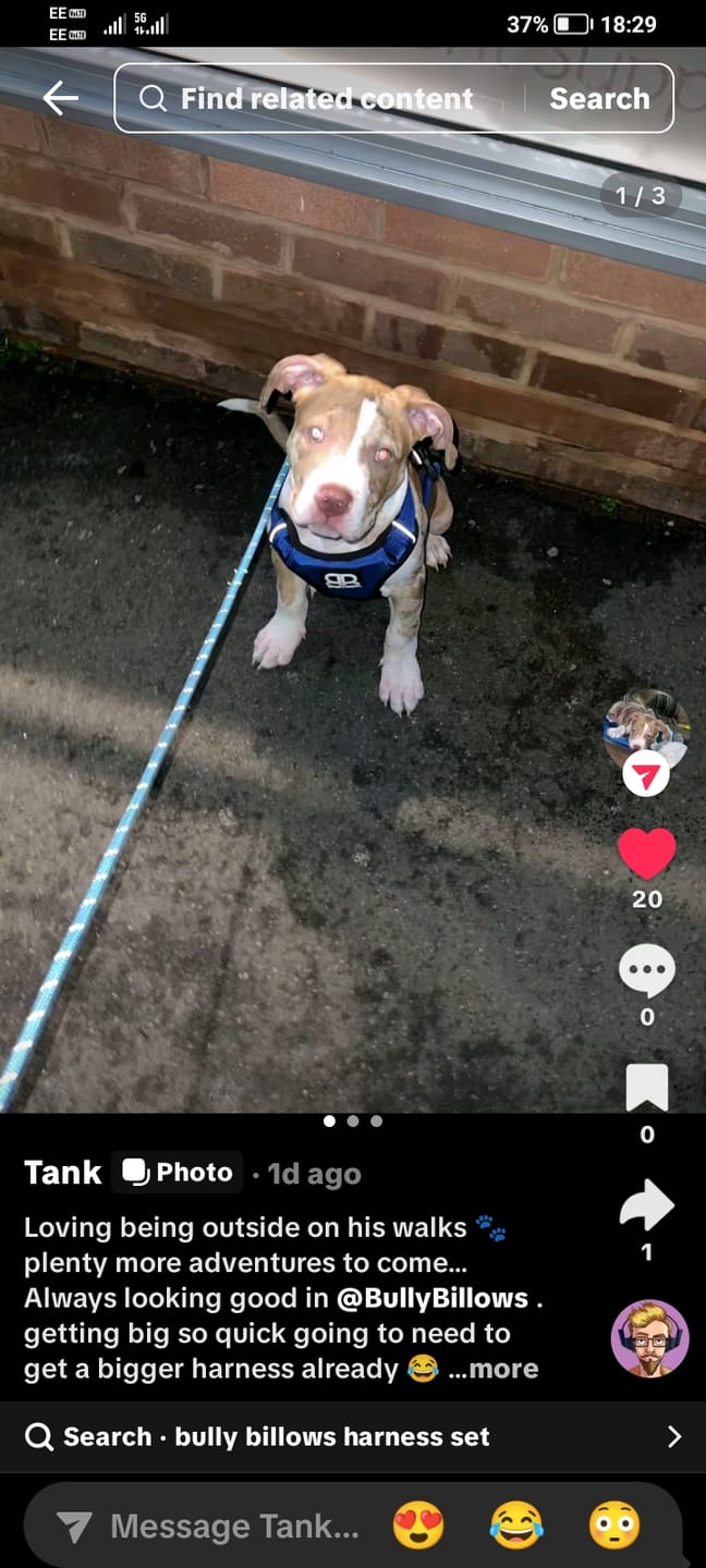 Customer photo review of Comfort Premium Harness | Non Restrictive - Blue