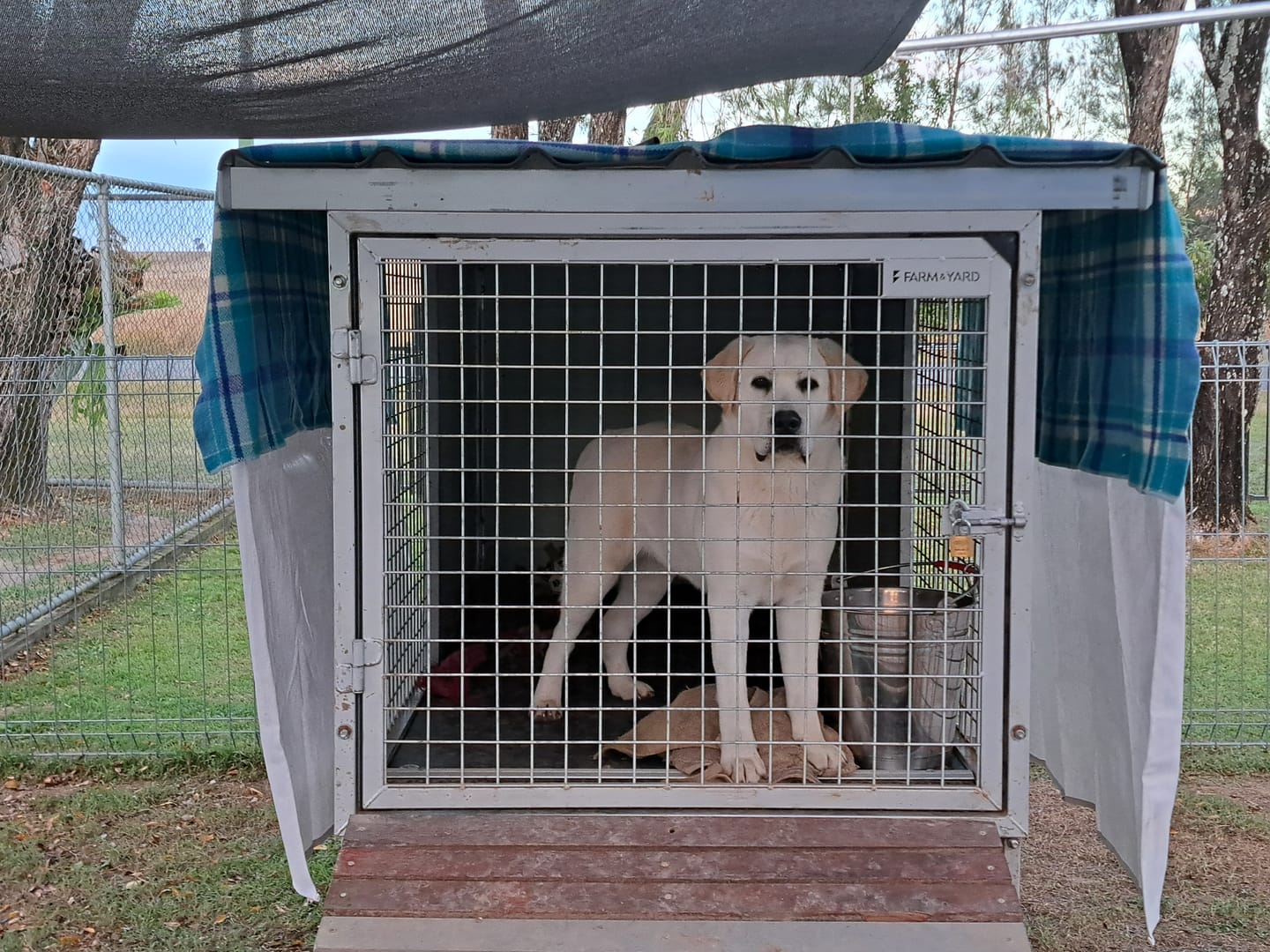Customer photo review of Raised Safety Kennel