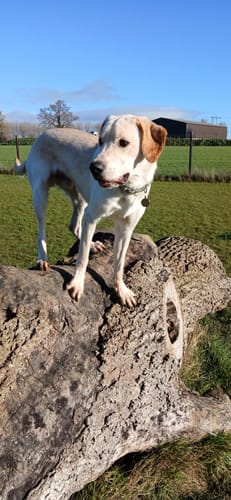 Customer photo review of Nova Yak Natural Dog Chew