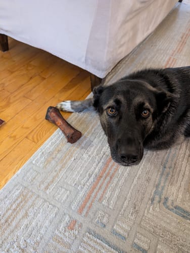 Customer's large black dog lying on a rug, looking up from its large smoked bone.