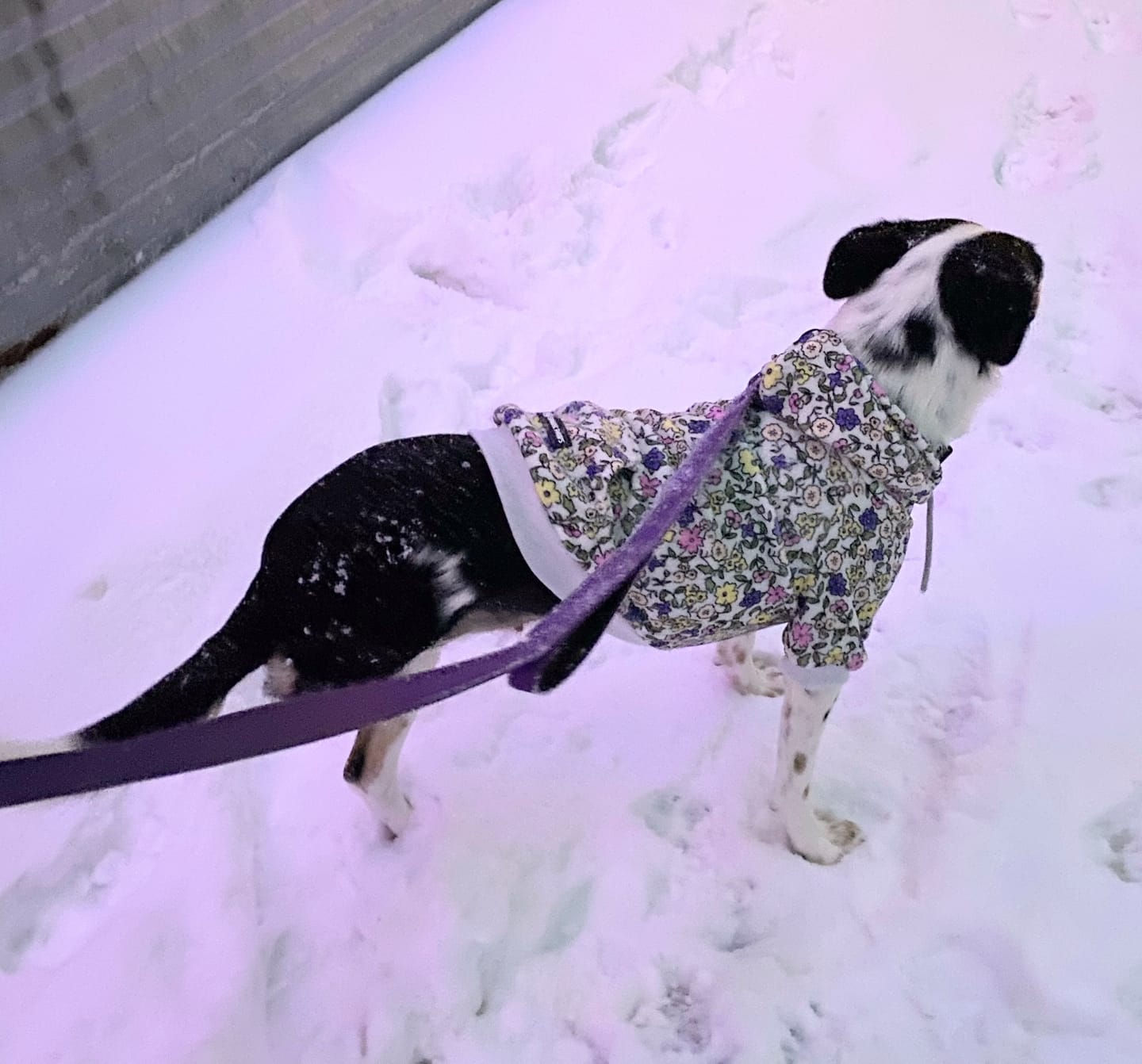 Customer photo review of Vintage Flower Dog Hoodie - Light Grey