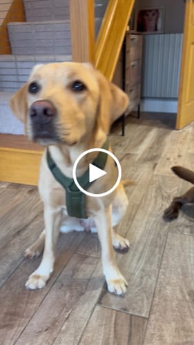 Customer video review of Anny X FUN harness - Olive Green