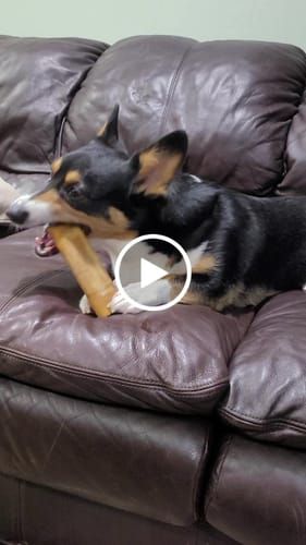 Customer video review of 5lbs Assorted Yak Chews One Size Fits All - regular, strawberry, flax seeds, honey and turmeric chews