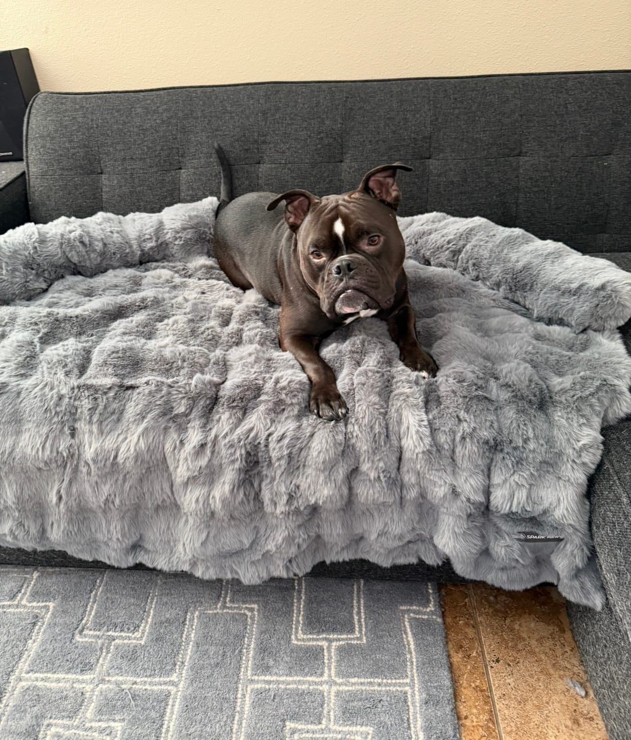 Customer photo review of Calming Fluffy Couch Cover Dog Bed - Grey