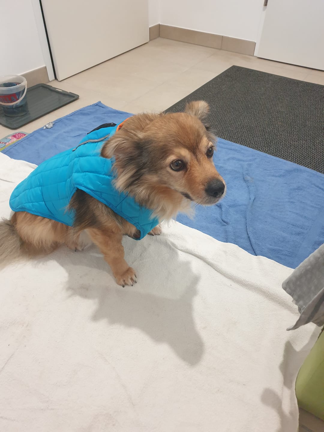 Customer photo review of Emmalove - Wasserdichte Hundeweste