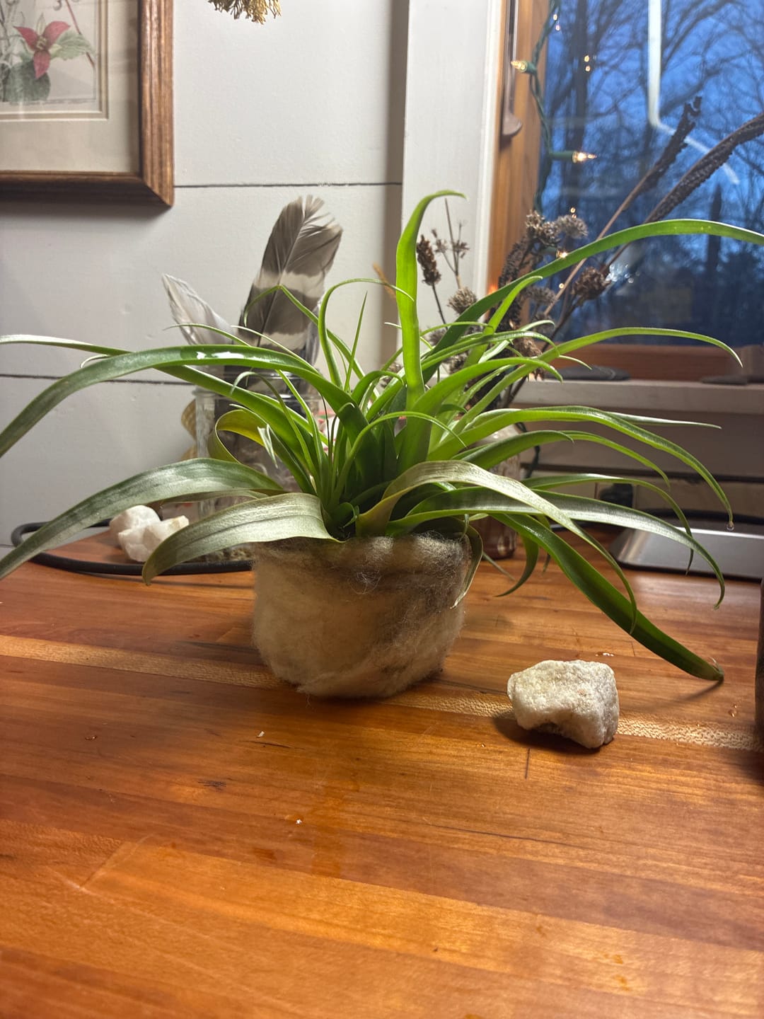 Customer photo review of Harrisii  (Easy Care Plant)  *Cannot Be Shipped Internationally*