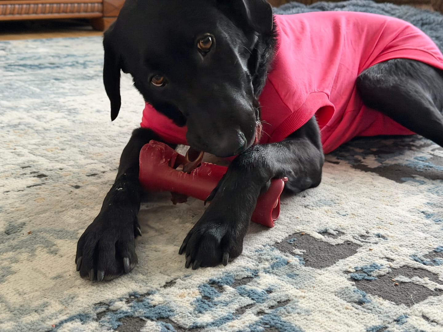 Customer photo review of Bully Stick Safety Holder