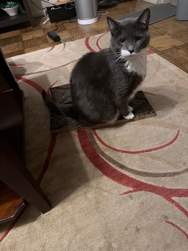 Customer photo review of Starbursts - Luxury Cat Scratching Board