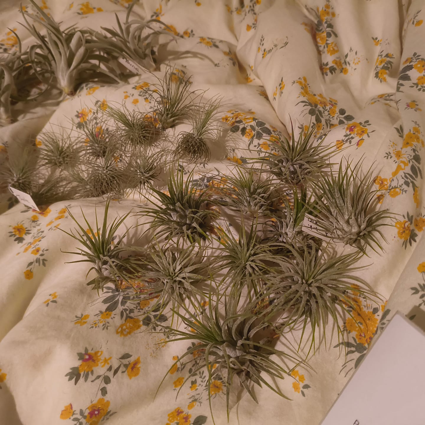 Customer photo review of Wholesale Ionantha Guatemala Medium  (Minimum Order 10)