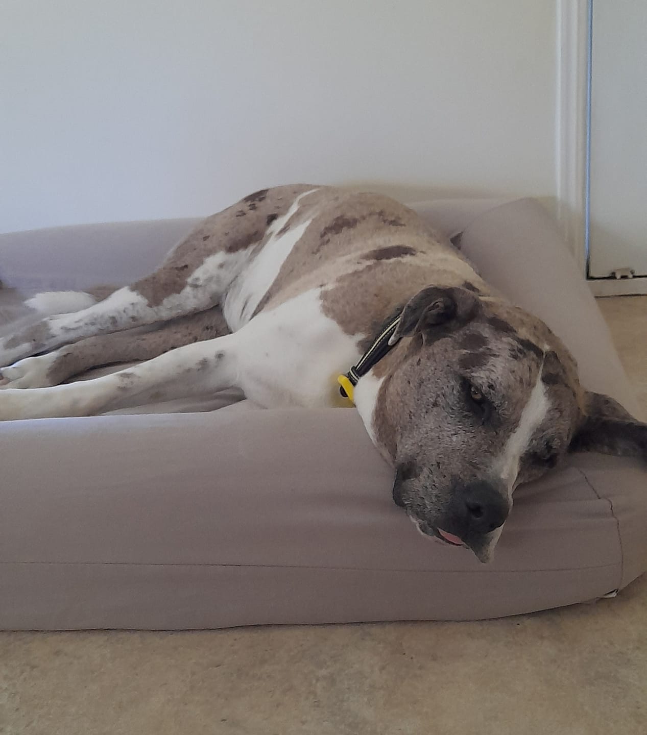 Customer photo review of Digestive-K9 Chews