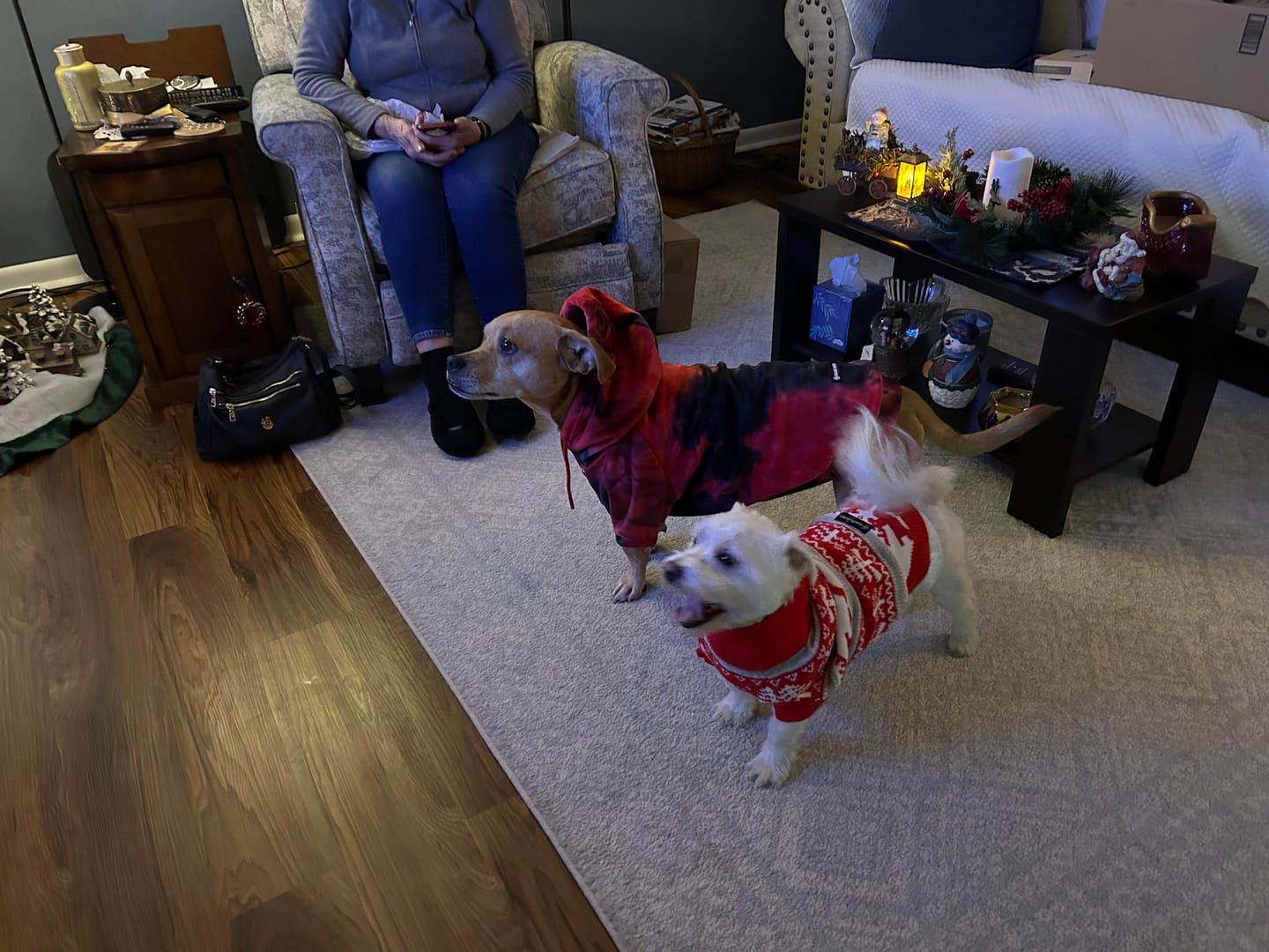 Customer photo review of Christmas Knit Dog Sweater