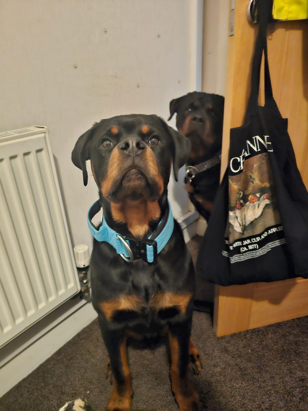 Customer photo review of 5cm Combat® Collar | With Handle & Secure Clip - Light Blue