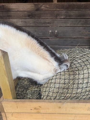 Customer photo review of Hay Chix® Large Bale Net - 5'   "The Goldilocks"