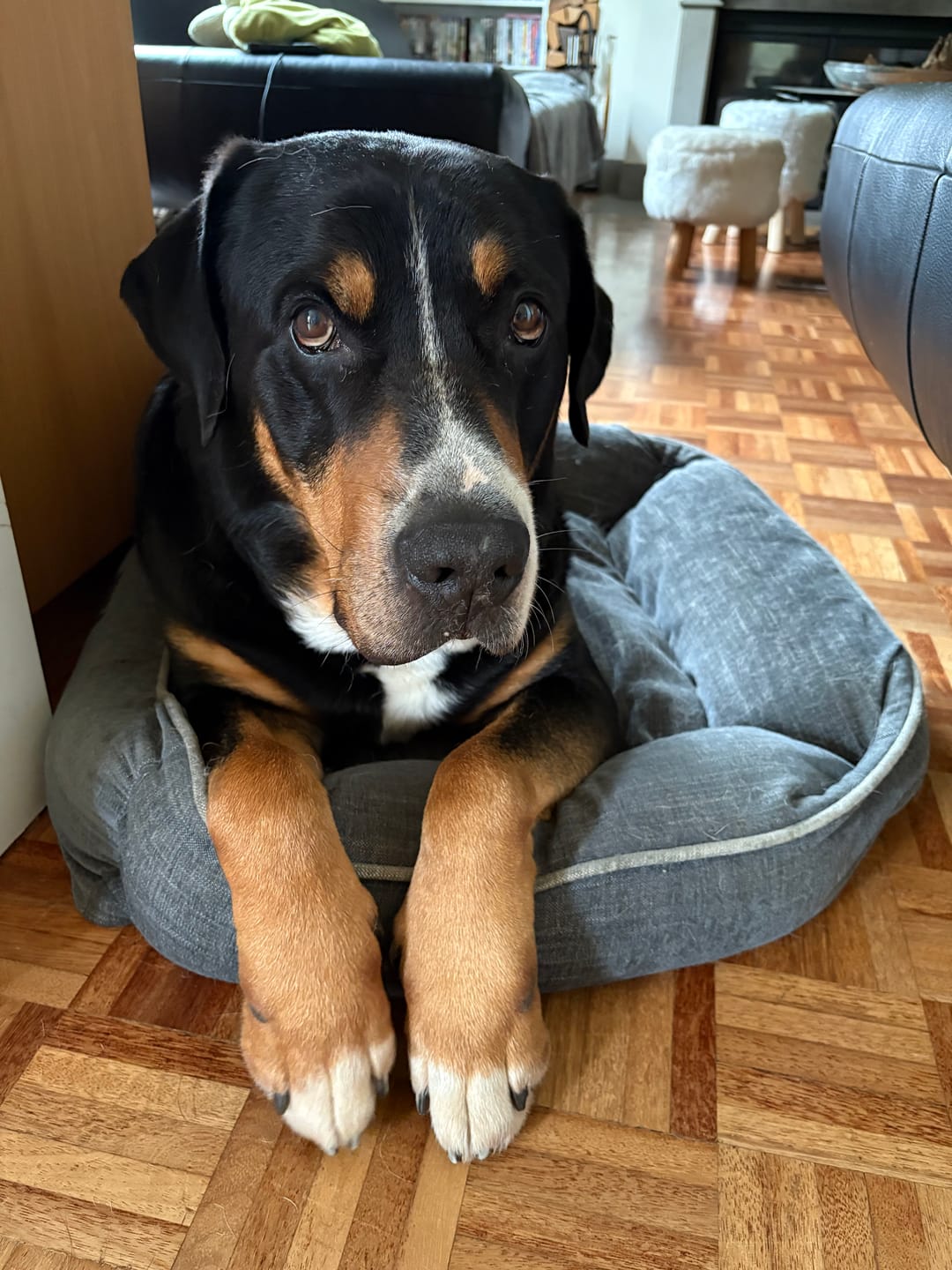 Customer photo review of Strotonin Dog Support