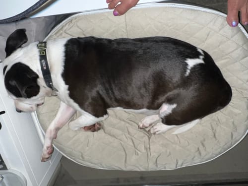 Customer photo review of Medium Premium Dog Bed Cover