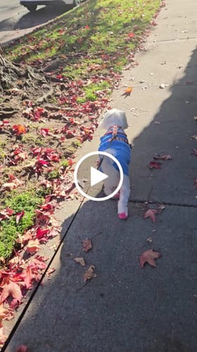 Customer video review of WagWellies® Mojave