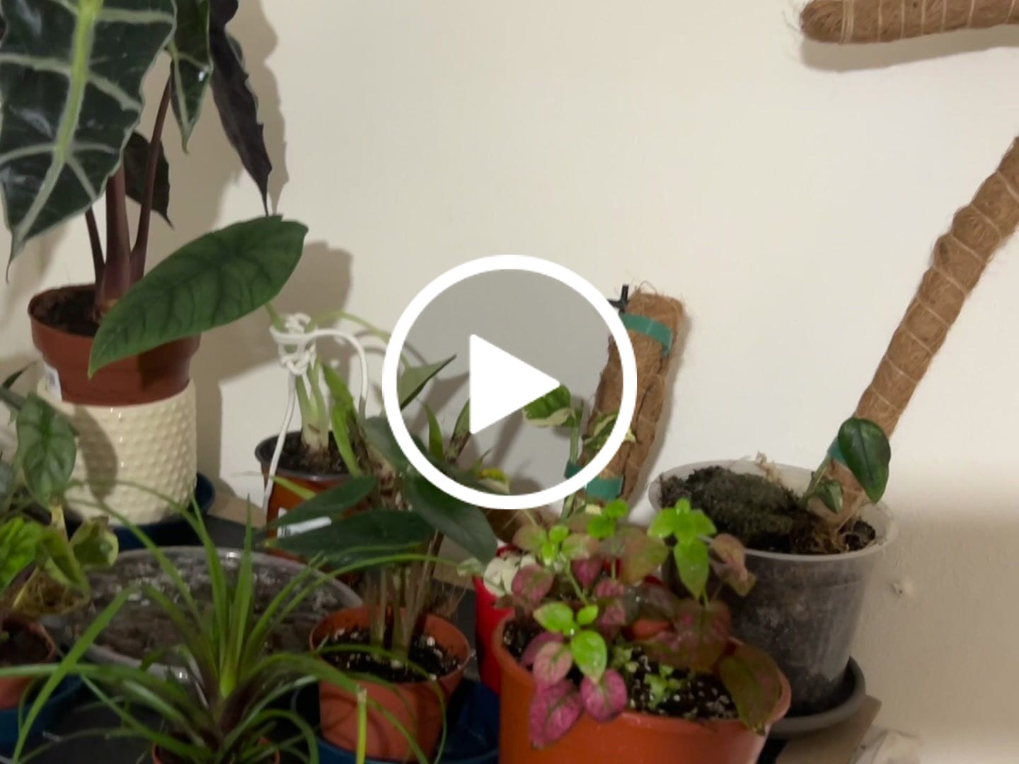 Customer video review of Calathea & Maranta Mix