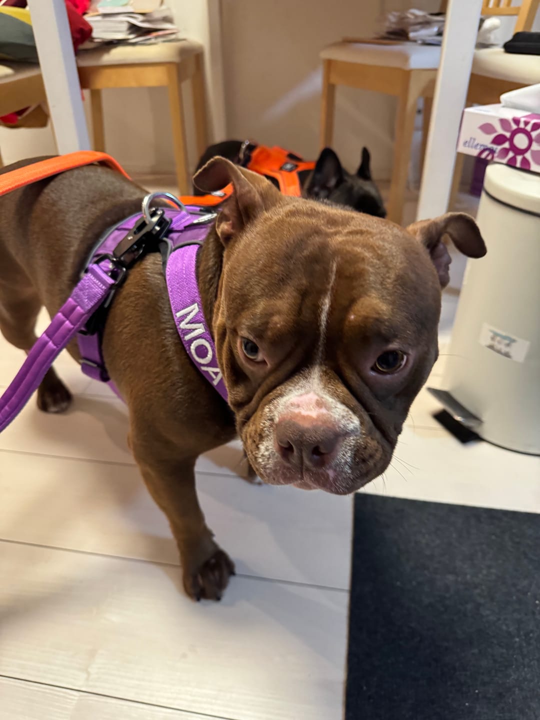 Customer photo review of Comfort Premium Harness | Non Restrictive - Purple