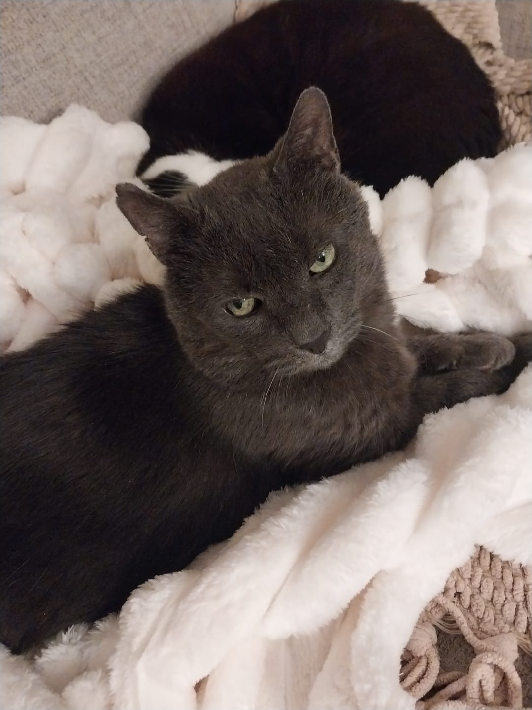 Customer photo review of Cloud Fleece Blanket