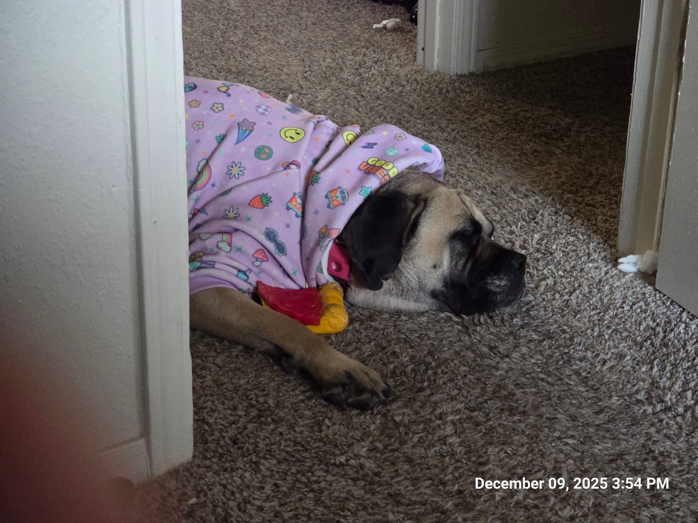 Customer photo review of Good Vibes Dog Hoodie - Purple
