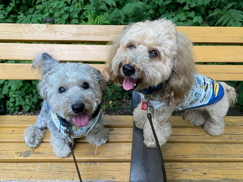 Customer photo review of 本物そっくり♪ペットクッション