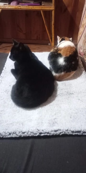 Customer photo review of Thermapaw Comfort Pad™