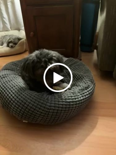 Customer video review of Strawberry Yak Chews