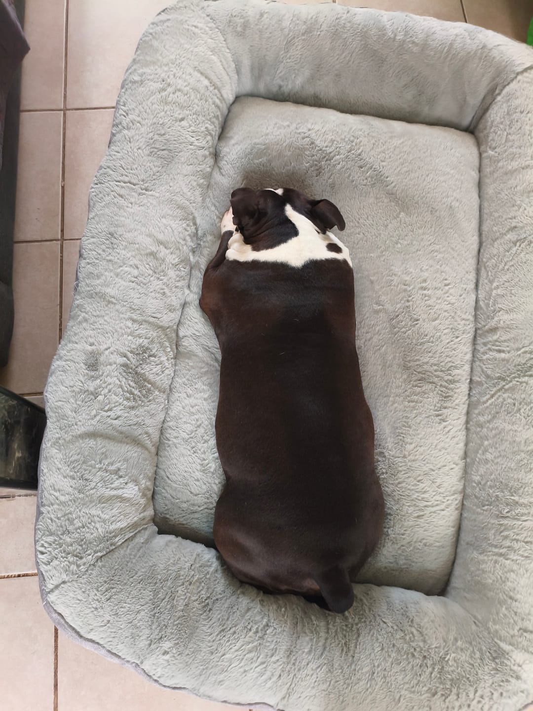 Customer photo review of Cama Sofá para Perros