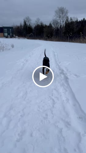 Customer video review of WagWellies® by wagwear